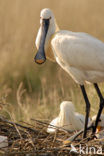 Eurasian Spoonbill (Platalea leucorodia)
