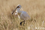 Eurasian Spoonbill (Platalea leucorodia)