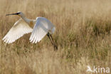 Eurasian Spoonbill (Platalea leucorodia)