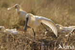 Eurasian Spoonbill (Platalea leucorodia)