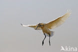 Eurasian Spoonbill (Platalea leucorodia)