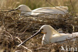 Eurasian Spoonbill (Platalea leucorodia)