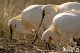 Eurasian Spoonbill (Platalea leucorodia)