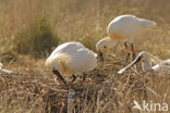 Eurasian Spoonbill (Platalea leucorodia)