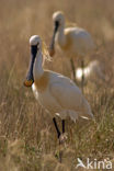 Eurasian Spoonbill (Platalea leucorodia)
