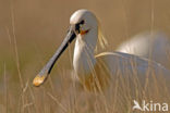 Eurasian Spoonbill (Platalea leucorodia)