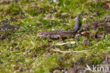 Viviparous Lizard (Zootoca vivipara)