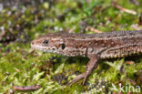 Viviparous Lizard (Zootoca vivipara)