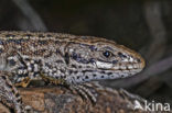 Viviparous Lizard (Zootoca vivipara)