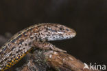 Viviparous Lizard (Zootoca vivipara)