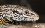 Viviparous Lizard (Zootoca vivipara)