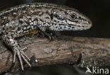 Viviparous Lizard (Zootoca vivipara)