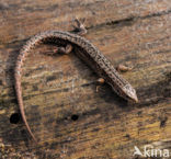 Viviparous Lizard (Zootoca vivipara)