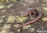 Viviparous Lizard (Zootoca vivipara)