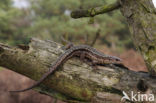 Viviparous Lizard (Zootoca vivipara)