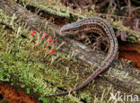 Viviparous Lizard (Zootoca vivipara)