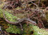 Viviparous Lizard (Zootoca vivipara)