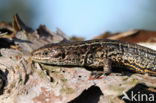 Viviparous Lizard (Zootoca vivipara)