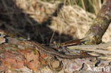 Viviparous Lizard (Zootoca vivipara)