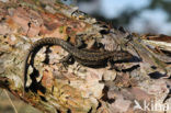 Viviparous Lizard (Zootoca vivipara)