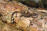 Viviparous Lizard (Zootoca vivipara)