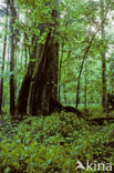 Lime (Tilia)