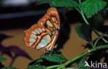 Malachietvlinder (Siproeta stelenes)