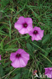 mallow bindweed (Convolvulus althaeoides)