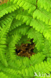 Male-fern (Dryopteris filix-mas)