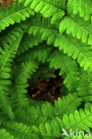 Male-fern (Dryopteris filix-mas)