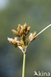 Bulrush (Scirpus lacustris)