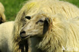 Mergellandschaap (Ovis domesticus)