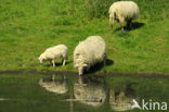 Mergellandschaap (Ovis domesticus)