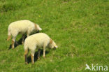 Mergellandschaap (Ovis domesticus)