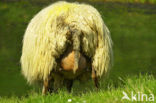 Mergellandschaap (Ovis domesticus)