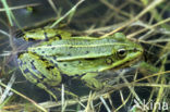 Middelste groene kikker (Rana klepton esculenta