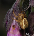 Moeras-struikkrabspin (Xysticus ulmi)