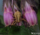 Moeras-struikkrabspin (Xysticus ulmi)