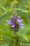 Moerasandoorn (Stachys palustris)