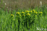 Moeraswolfsmelk (Euphorbia palustris) 