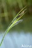 Moeraszegge (Carex acutiformis)