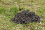 Mole (Talpa europaea)
