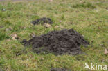 Mole (Talpa europaea)