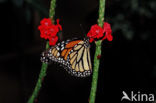 Monarchvlinder (Danaus plexippus)