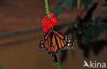 Monarchvlinder (Danaus plexippus)