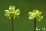 Muskuskruid (Adoxa moschatellina)