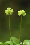 Muskuskruid (Adoxa moschatellina)