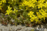 Biting Stonecrop (Sedum acre)