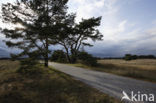 Nationaal Park De Hoge Veluwe