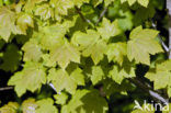 Norway Maple (Acer platanoides)